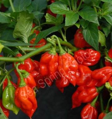 Habanero Red (20 seminte) ardei iute soi mexican, cel mai iute din lume, Florian - Img 2
