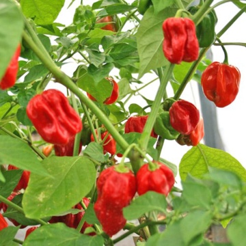 Habanero Red (20 seminte) ardei iute soi mexican, cel mai iute din lume, PlantiCo - Img 2