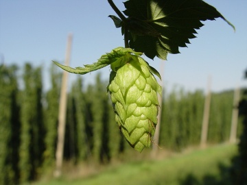 Hamei (50 seminte) Common Hop - Humulus lupulus, planta medicinala pentru sistemul digestiv si somn usor, Saflax - Img 2