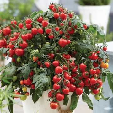 Heartbreaker Vita F1 (10 seminte) tomate cherry in forma de inima, Buzzy - Img 3