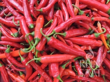 Hong Gochu BIO (30 seminte) ardei iute inalt, fructe lungi, ascutite, iuteala medie, pentru pasta de chilli, ReinSaat - Img 2