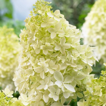 Hortensie Phantom (1 m in ghiveci de 2 L), Hydrangea paniculata, arbust ornamental cu flori grupate in buchete conice, albe, ce devin roz spre toamna - Img 1