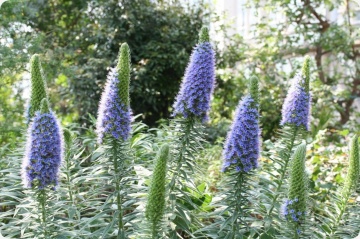 Iarba Sarpelui Madeira (100 seminte) Pride of Madeira - Echium fastuosum, flori melifere albastre, frunze catifelate, Saflax - Img 2