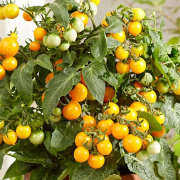 Imola (35 seminte) rosii cherry snack, crestere determinata pentru ghiveci, tomate galben-portocalii, aromate, Agrosel - Img 1