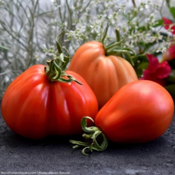 Inima de Albenga (50 seminte) de tomate crete semitimpurii, Agrara