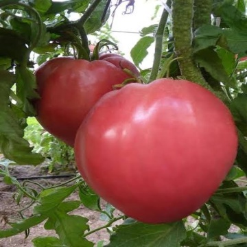 Inima Roz de Gradina - Gadinsko rozowo satrse (60 seminte) rosii roz tip Inimă de bivol gigant, semitimpurii nedeterminate, Florian Bulgaria