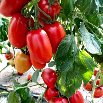 ISI 32772 F1 (1000 seminte) rosii prunisoare semitimpurii determinate, gust dulce, ISI Sementi