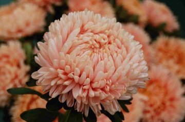 Janka (1 gr) seminte Ochiul Boului Paeony inalt, flori batute roz-somon deschis, Toraf - Img 2