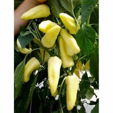Kabar F1 (1000 seminte) de ardei gras conic destinat culturii fortate cu fructe dulci si pulpa groasa ce poate fi produs in orice perioada a anului avand productie consistenta, Duna-R