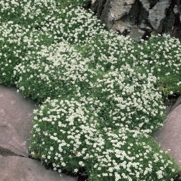 Karmnik Oscisty - Muschi de Piatra Irlandez (0.05 gr) seminte Sagina subulata perena, formeaza covor verde cu flori mici, albe, Toraf - Img 1