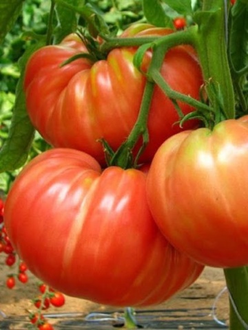Kilotto F1 (90 seminte) de rosii soi stravechi care cu usurinta ajunge la 1 kg, tomate uriase, Prima Sementi
