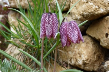 Lalea Pestrita (60 seminte) Schachbrettblume - Fritillaria Meleagris, flori extrem de atractive cu model in carouri, Saflax - Img 2