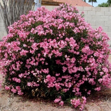 Leandru (50 seminte) Oleander - Nerium oleander, flori roz intens, inflorire indelungata, Saflax - Img 5