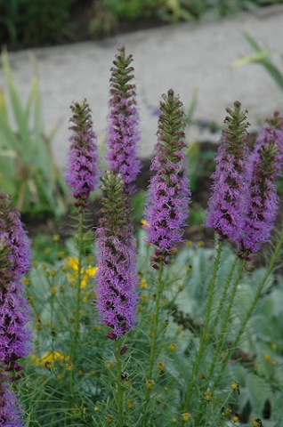 Liatris violet (0.2 gr) planta spic, flori mici, violet purpuriu, Agrosem - Img 2