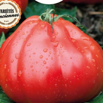 Liguria (250 seminte) de rosii mari cu crestere nedeterminata, Graines Voltz