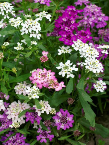 Lilicele (1 g), seminte de flori anuale parfumate Iberis umbellata, colorate in alb, roz si violet, Opal - Img 2