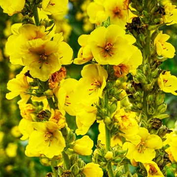 Lumanarica (500 seminte) Large Flowered Mullein - Verbascum densiflorum, planta medicinala cu efect expectorant, antiinflamator, analgezic, Saflax - Img 5