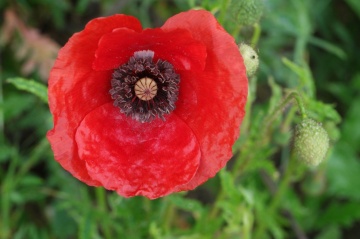 Mac rosu de camp (100 gr) seminte planta anuala salbatica, Papaver rhoeas, Toraf - Img 3
