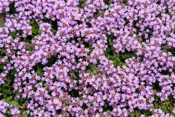 Macierzanka Piaskowa - Cimbru tarator (0.1 gr) seminte cimbru de camp tarator, flori violet, aromatic si medicinal, Toraf - Img 3