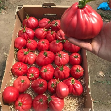 MamiPink F1 (10 seminte) tomate nedeterminate, tip inima de bou roz, Enza Zaden - Img 3