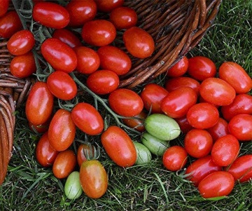 Mandat F1 (10 seminte) rosii cherry mini-prunisoare nedeterminate timpurii, foarte dulci, Chemy Farm - Img 2