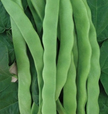 Marconi urcatoare (70 gr) seminte fasole urcatoare cu pastaie verde lata, Prima Sementi