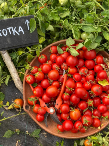 Maskotka (150 seminte) tomate cherry determinate, ideale pentru ghivece, PlantiCo - Img 3