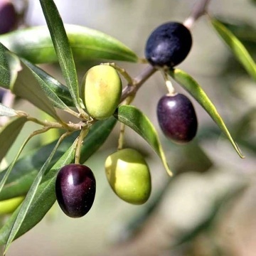 Maslin (20 seminte) Common Olive - Olea europea, arbore decorativ vesnic verde, Saflax - Img 3