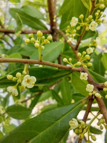 Mate (10 seminte) Yerba Mate - Ilex paraguariensis, planta medicinala cu rol antiinflamator, antioxidant, Saflax - Img 3