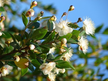 Mirt (30 seminte) True Myrtle - Myrtus communis, arbust cu frunze si flori parfumate, Saflax - Img 2