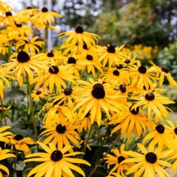 My Joy (0.5 gr) seminte Rudbeckia flori galben-aurii cu centrul ciocolatiu, Toraf - Img 4
