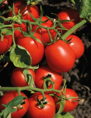 N6438 (1000 seminte) rosii prunisoare determinate extratimpurii pentru procesare, Nunhems