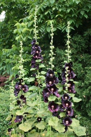 Nalba de Gradina Neagra (100 seminte) Black Hollyhock - Alcea Rosea Nigra, flori mari rosu inchis-negre, Saflax - Img 2