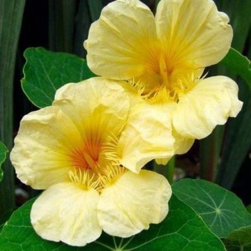 Nasturtium Moonlight (25 seminte) Condurul Doamnei urcator flori galbene, inflorire abundenta, Seklos - Img 5