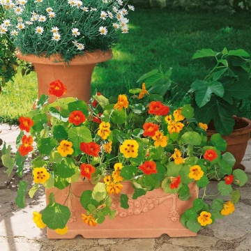Nasturtium Splitfire (35 seminte) Condurul Doamnei urcator, amestec de culori, inflorire abundenta, Seklos - Img 6