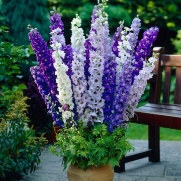 Nemtisor Mix Delphinium (40 seminte) cu flori elegante, in culori vii, sa salvam albinele, Laktofol - Img 2