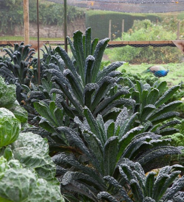 Nero di Toscana (260 seminte) varza kale frunze verde inchis, foarte decorative, gustoase, Seklos - Img 2