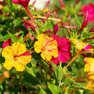 Noptite Mix (30 seminte) flori Mirabilis mix Barba-Imparatului (Mirabilis jalapa) Agrosem - Img 3