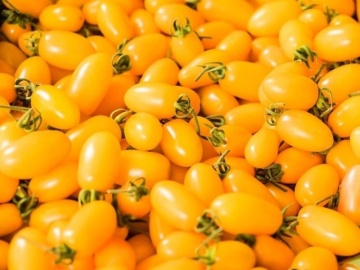 Nugget F1 (10 seminte) tomate cherry ovale galben-portocalii, nedeterminate, hibrid german, Sekluva - Img 3