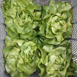 Orelian (5000 seminte) drajate de salata timpurie, Syngenta