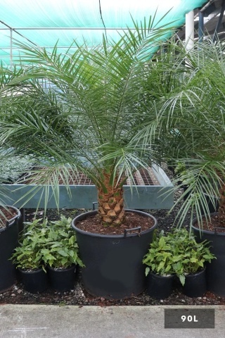 Palmier Curmal pitic (25 seminte) Pigmy Date Palm - Phoenix roebelenii, crestere lenta, ideal pentru ghiveci, Saflax - Img 4
