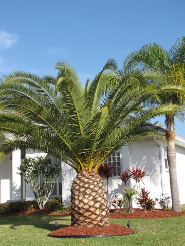 Palmier Phoenix de Canare (10 seminte) Canary Date Palm - Phoenix canariensis, curmal foarte decorativ, Saflax - Img 3