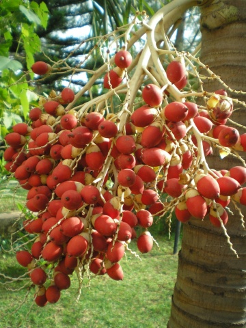Palmier Regal Cubanez (8 seminte) Cuban Royal Palm - Roystonia Regia, coroana inalta, frunze elegante, Saflax - Img 7