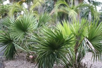 Palmier Sabal Palmetto (8 seminte) Palmetto Palm, palmier din Florida, frunze albastru-verzui, Saflax - Img 5