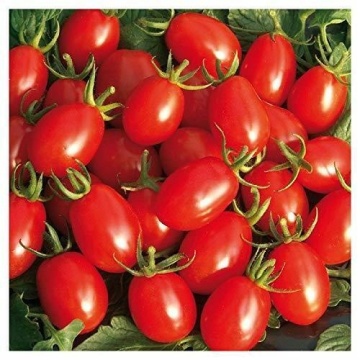 Pandorino F1 (10 seminte) tomate cherry prunisoare nedeterminate, dulci, Sekluva - Img 3