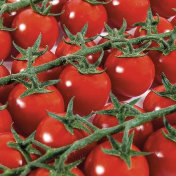 Paskualeto F1 (500 seminte) rosii cherry-prunisoare, semitimpurii nedeterminate, Syngenta - Img 4