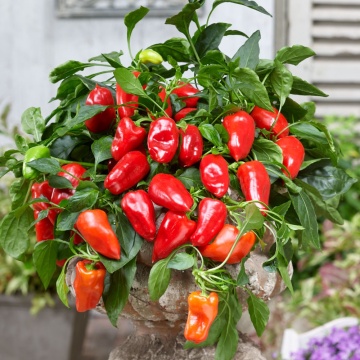 Peppers from Heaven Red F1 (12 seminte) ardei iute pentru ghivece, pulpa carnoasa fara iuteala, Raci - Img 2