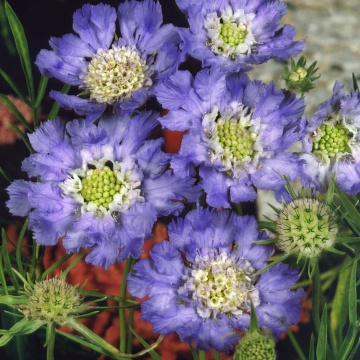 Perfecta Blue (2 gr) seminte Muscata Dracului Scabiosa flori perene albastre, duble, Seklos - Img 4