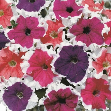 Petunia Hibrid Picotee Cascade (240 seminte) Petunia flori mari, petale colorate cu margini albe, Florian - Img 2