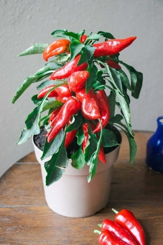 Pillar Peppers F1 - Galaxy Red (12 seminte) ardei iute pentru ghivece, foarte productiv, iuteala medie, Raci - Img 2